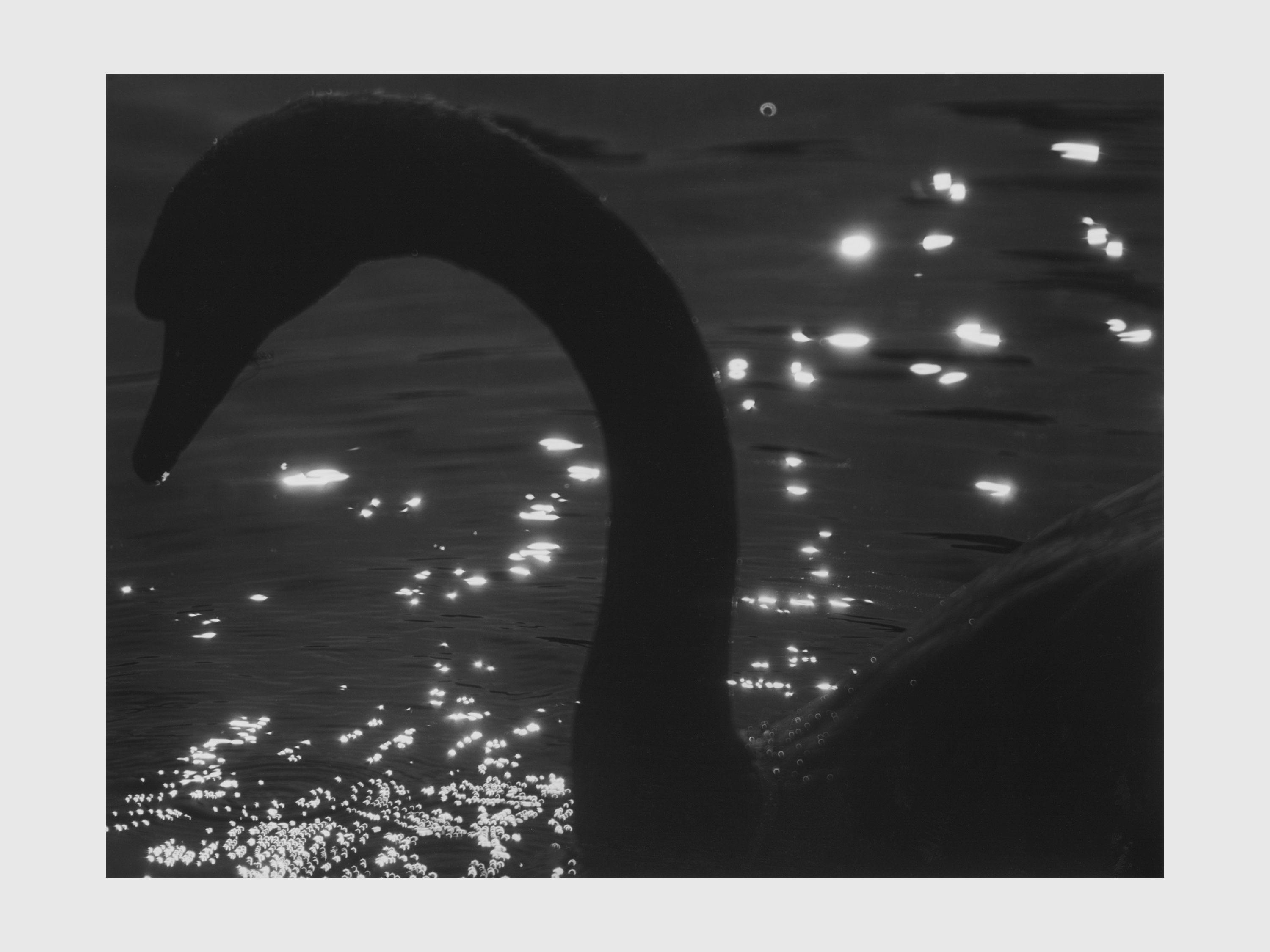A photograph by Roy de Carava titled Swan, water lights, dated 1995.